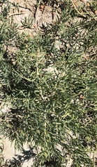 Suaeda depressa