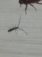 Neocompsa puncticollis