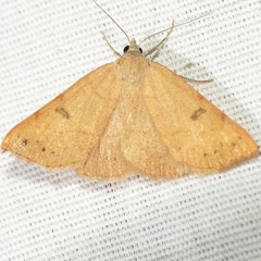 Hemeroplanis punitalis