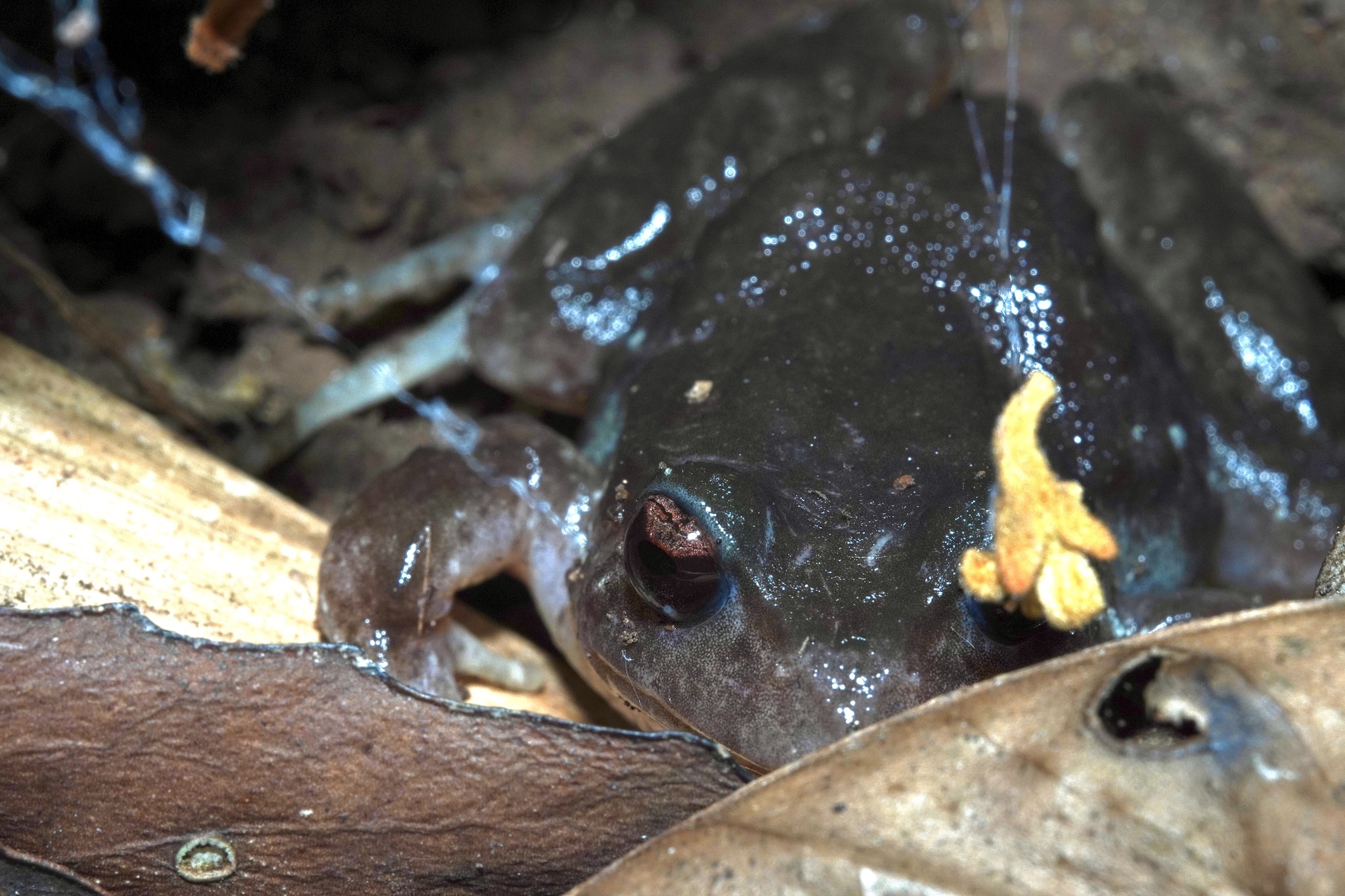 Eupsophus roseus (Duméril & Bibron, 1841)