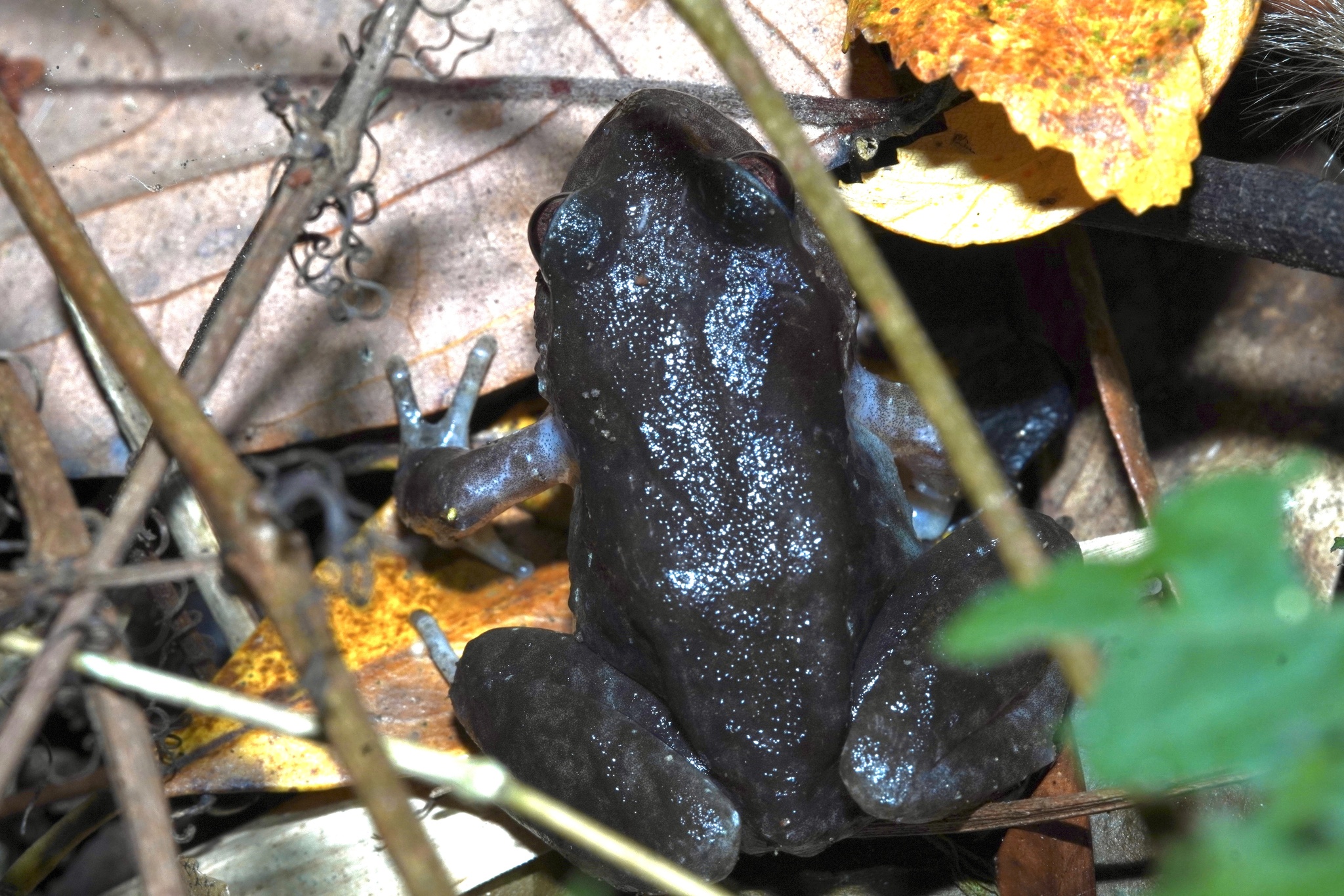 Eupsophus roseus (Duméril & Bibron, 1841)