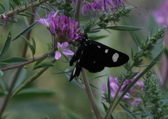 Alypiodes flavilinguis