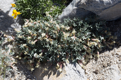Astragalus calycosus calycosus