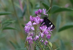 Alypiodes flavilinguis