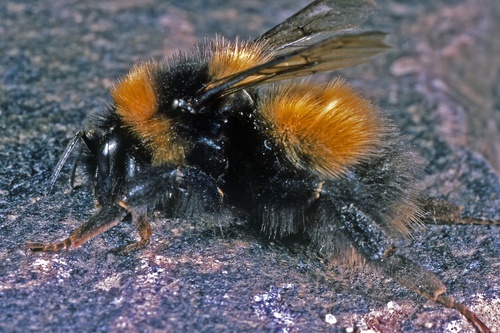 High Arctic Bumble Bee