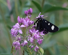 Alypiodes flavilinguis
