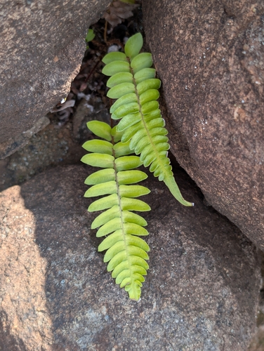Blechnum appendiculatum observed 2025-02-27