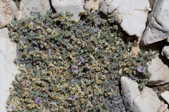 Astragalus kentrophyta tegetarius