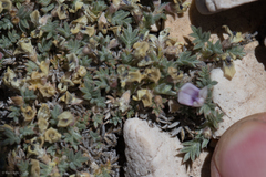 Astragalus kentrophyta tegetarius