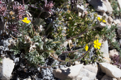 Potentilla pseudosericea