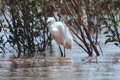 Egretta garzetta dimorpha