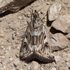 Loxostege cereralis