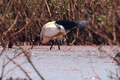 Threskiornis bernieri bernieri