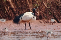 Threskiornis bernieri bernieri