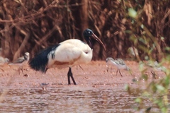 Threskiornis bernieri bernieri