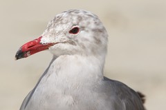 Larus heermanni