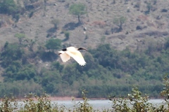 Threskiornis bernieri bernieri