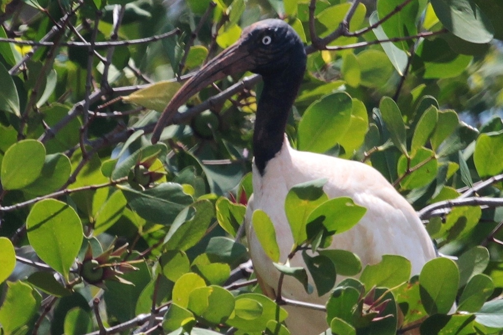 Malagasy Sacred Ibis