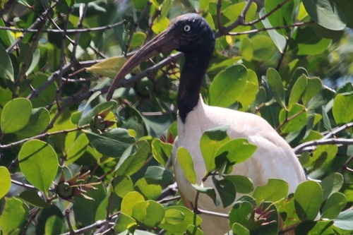 Malagasy Sacred Ibis