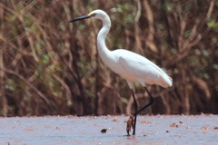 Egretta garzetta dimorpha