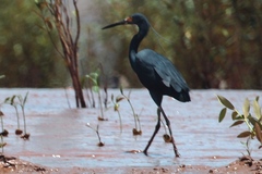 Egretta garzetta dimorpha