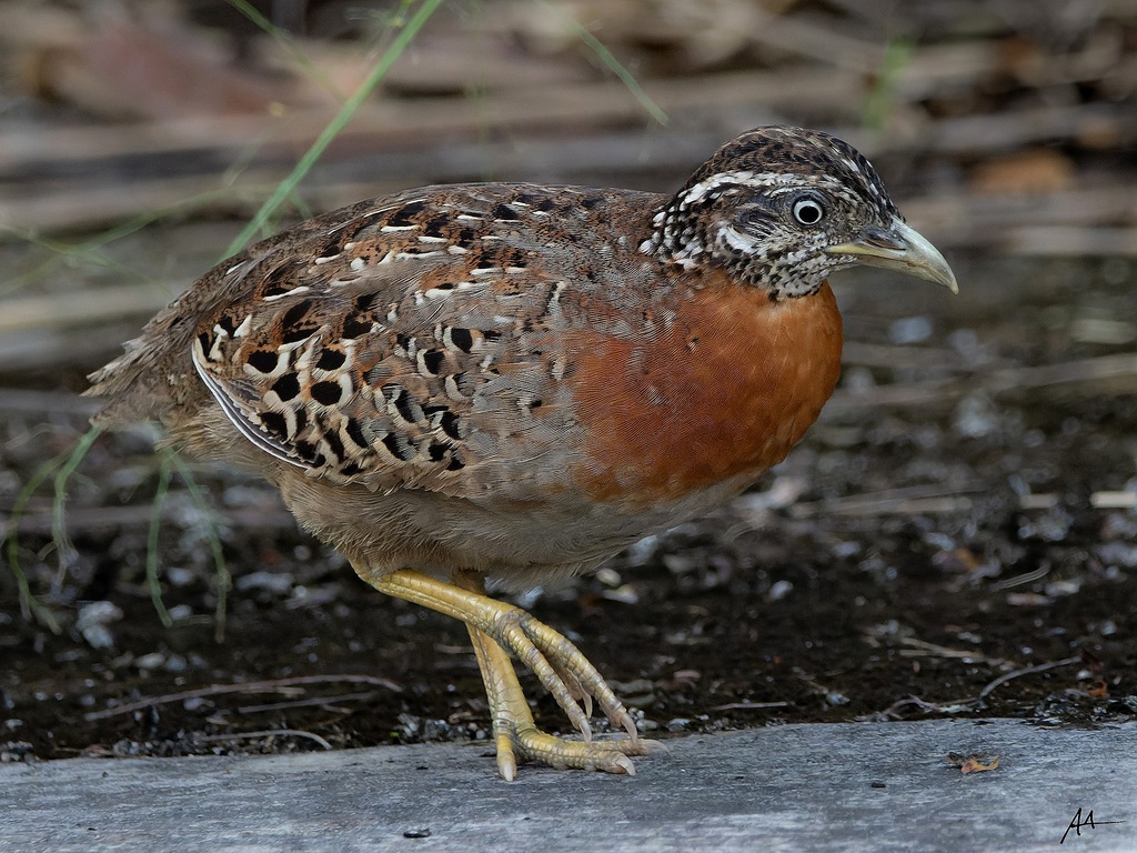 Spotted Buttonquail photo
