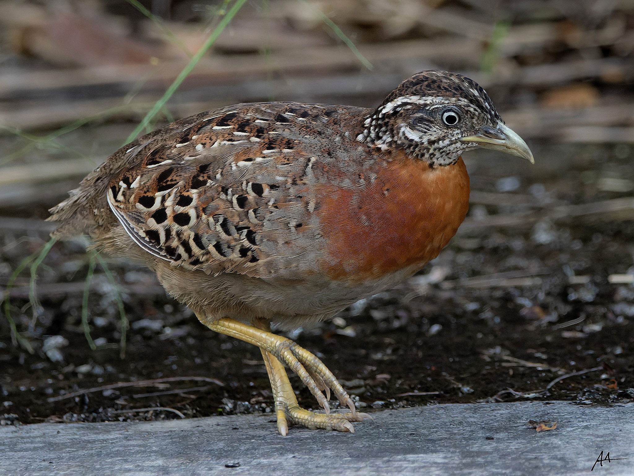 Spotted Buttonquail illustration