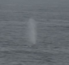 Balaenoptera physalus