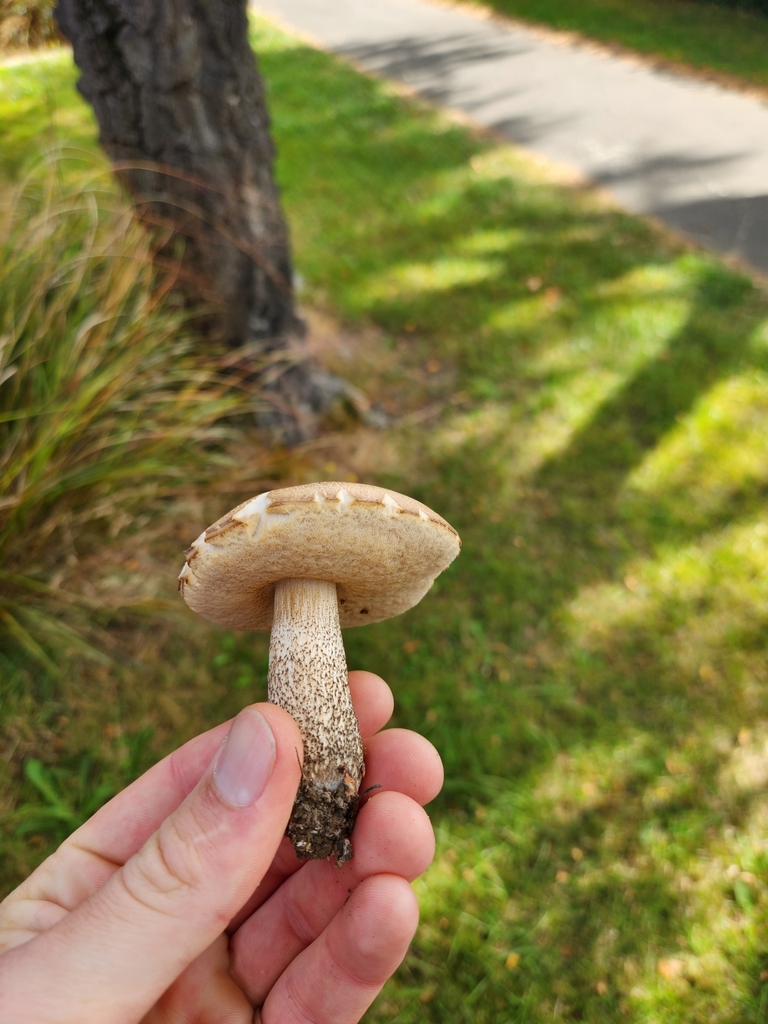 Leccinum scabrum · February 2025 · photo: © squidney8 (iNaturalist, cc0)