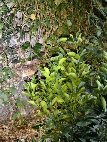 Chinese Bamboo-Partridge