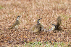 Gavicalis versicolor