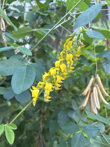 Crotalaria pallida observed 2025-02-27