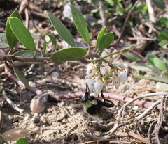 Criorhina caudata