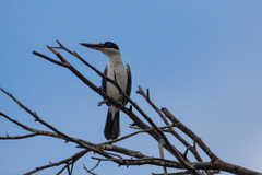 Todiramphus sordidus