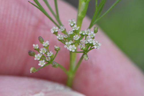 Marsh parsley