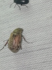 Isonychus arizonensis