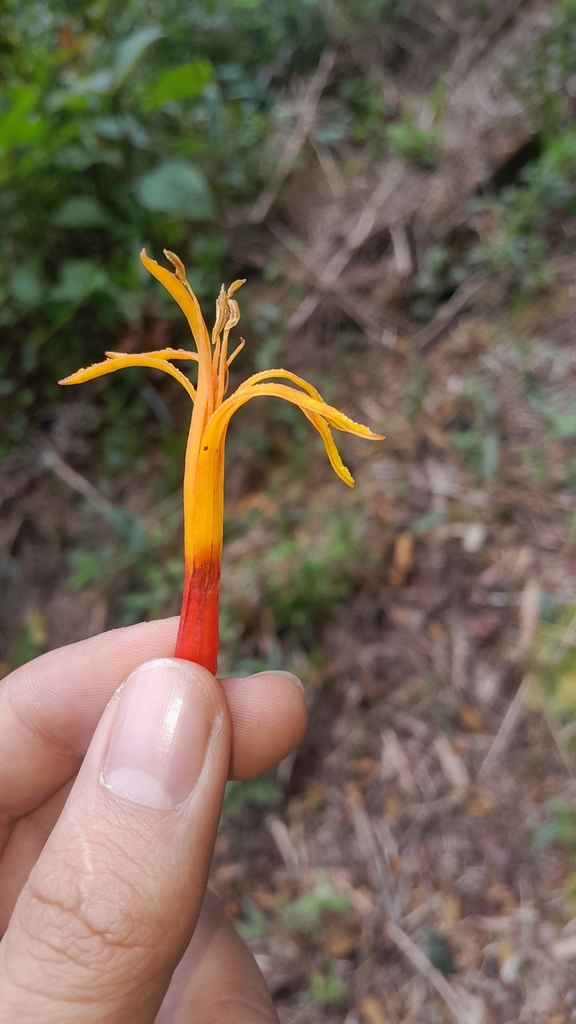 Psittacanthus microphyllus