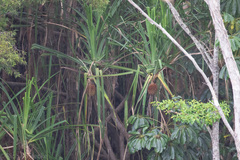 Pandanus solms-laubachii