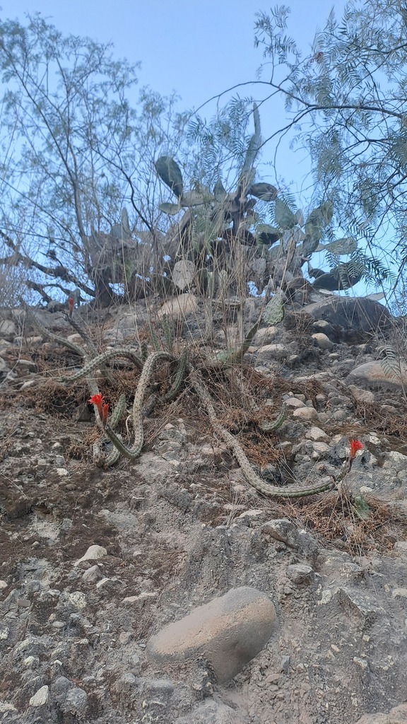 Cleistocactus fieldianus