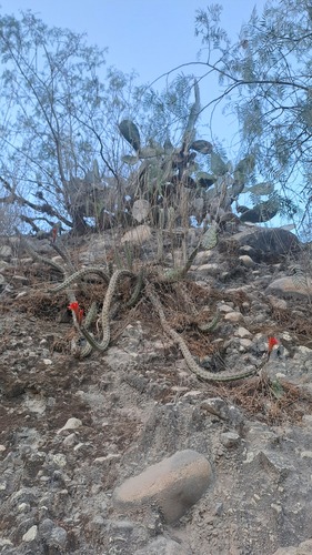 Borzicactus fieldianus (Borzicactus fieldianus)