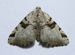 Macaria bitactata