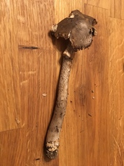 Amanita submaculata