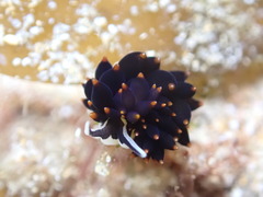 アリモウミウシ