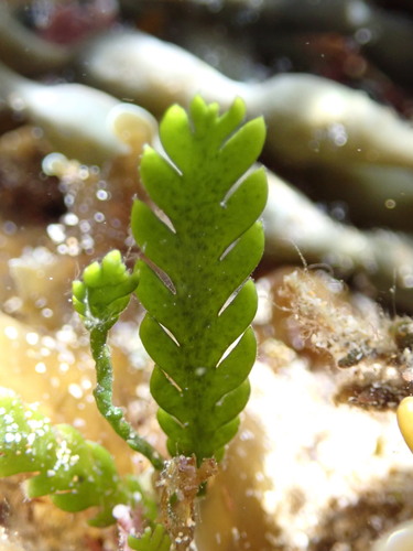Image of Caulerpa scalpelliformis by no rights reserved