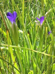 Gentianopsis simplex