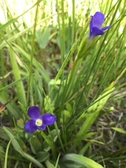 Gentianopsis simplex