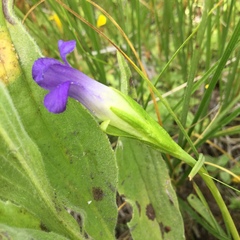 Gentianopsis simplex