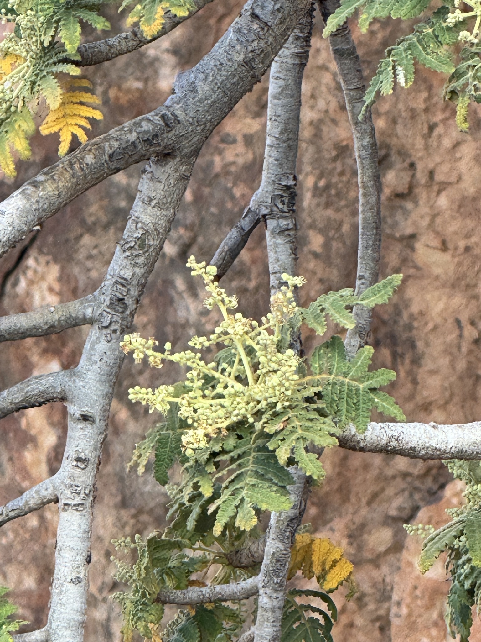 Boswellia bullata Thulin 2
