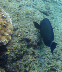 Acanthurus blochii
