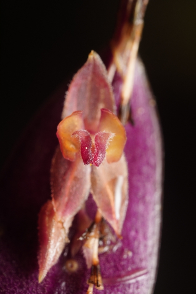 Lepanthes cyrtostele